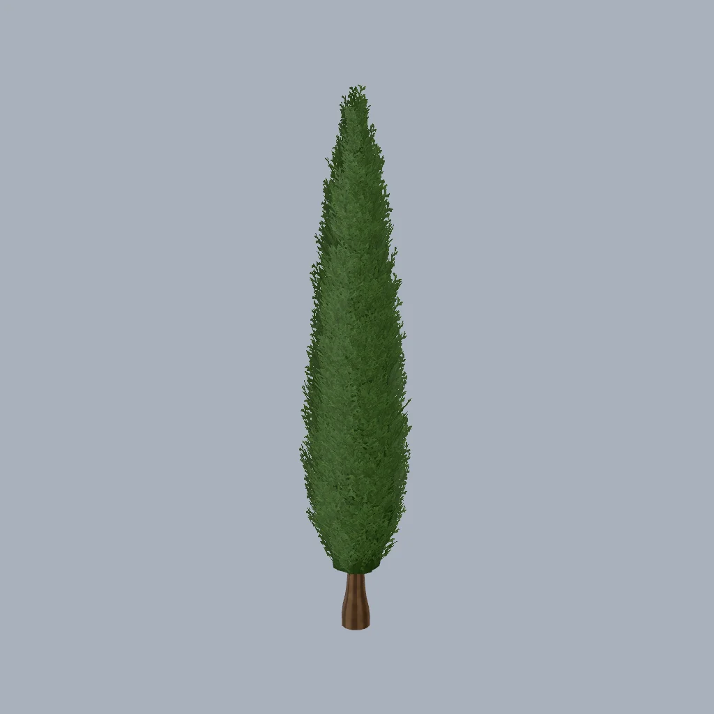 An Italian cypress with a dense, flame-shaped crown.