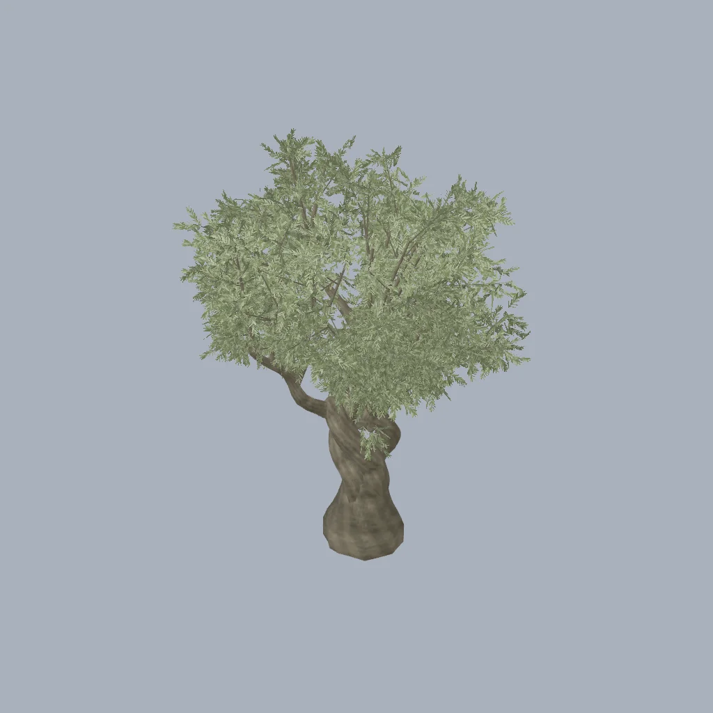 A gnarled olive with a split trunk and a silvery canopy.