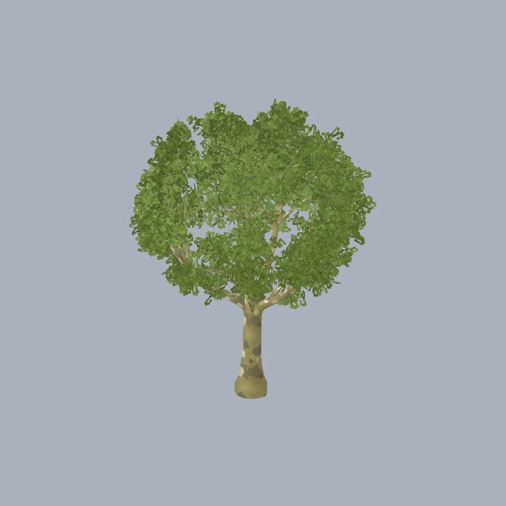 A plane shade tree with mottled bark and a clumpy palmate canopy.